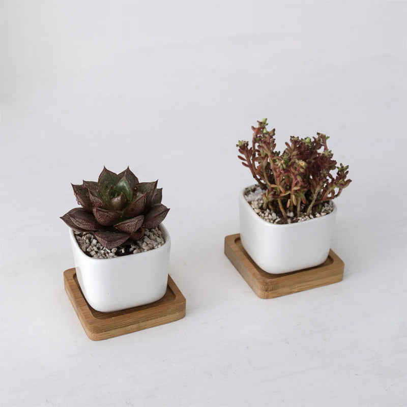 Sidekick Pot (2-pack)