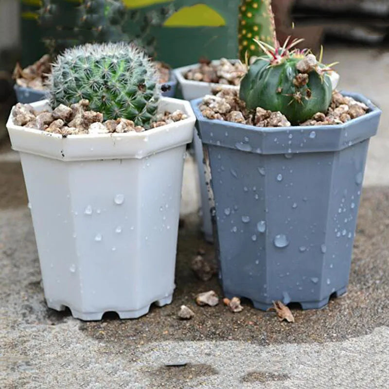 Octogon Starter Pot (4-Pack)