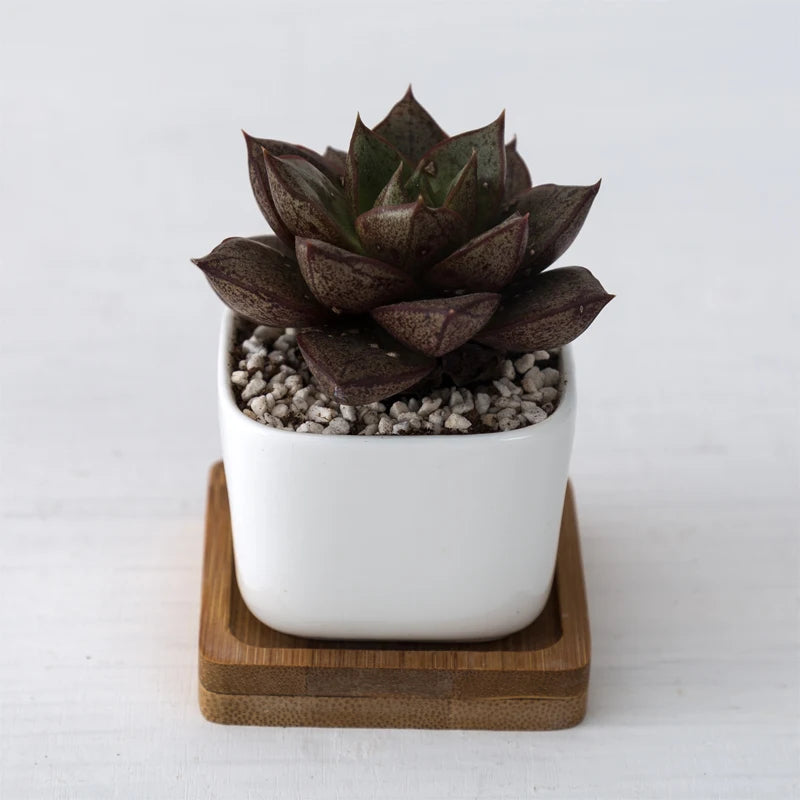 Sidekick Pot (2-pack)