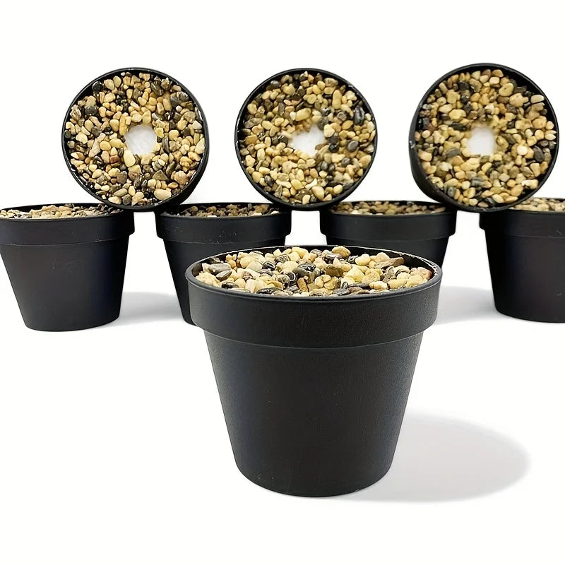 Cone Starter Pot (2-Pack)