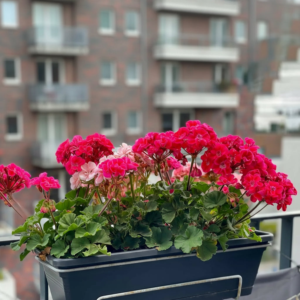 Balcony Planter Box